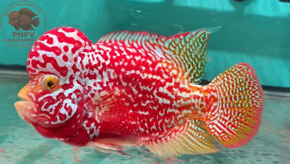 Premium Flowerhorn - Kamfa Golden Base 6 inches - Overnight USA Shipping - Image 1 of 4