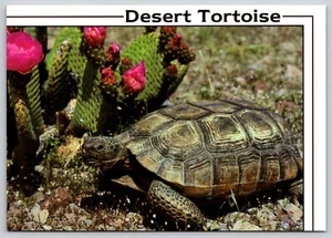 Postal Tortuga del Desierto Testudo radlata - Bob McKeever - Imagen 1 de 2