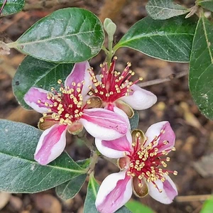 Pineapple Guava  Feijoa Fruit Trees Unique Organic Edible Flowers Cold Hardy - Picture 1 of 8