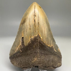 Symmetrical and Colorful 3.68" Fossil MEGALODON Shark Tooth - USA - Picture 1 of 6