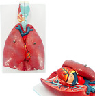 Human Lung Model, Respiratory System Model with 51 Parts Indication Signs, 7 Rem