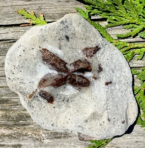 155g ECHT SELTENER STAUROLIT "Feenkreuz" in MICASHYST MATRIX Ural Mts, Russland - Bild 1 von 5