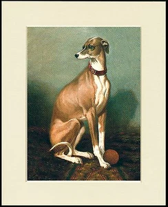 ITALIAN GREYHOUND DOG AND BALL LOVELY PRINT MOUNTED READY TO FRAME - Picture 1 of 1