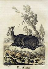 1775 - Fauna Buffon - Hand coloured engraving w/passepartout (00095)