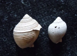 JUEGO DE 2 Semicassis bicoronata FOSSIL 10+14mm - Imagen 1 de 2