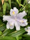 Iris Confusa  | Bamboo Iris | 30-38 cm Tall Plants