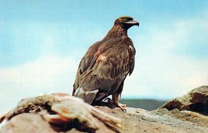 Der Steinadler West Texas Postkarte von Peter Koch unbesendet - Bild 1 von 2