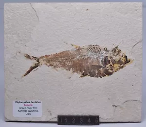 FISH FOSSIL, DIPLOMYSTUS DENTATUS, GREEN RIVER FTM, FISH FOSSIL F193 - Bild 1 von 2