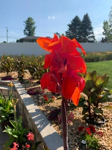 Very RARE - GIANT RED KING CANNA BULBS 8-12 FEET TALL - (3) Bulbs Ready to Plant - Picture 1 of 11
