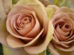 70 ROSENSAMEN rosa kastanienbraun Rosen - Bild 1 von 1
