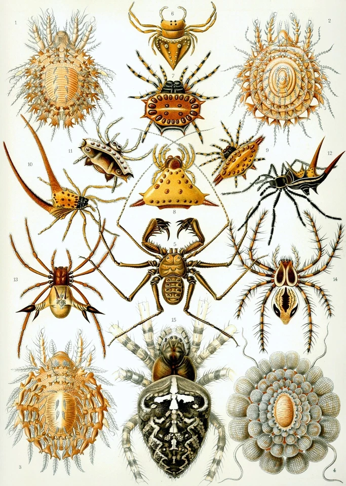 Rompecabezas Ernst Haeckel 1000 piezas Arachnida Spiders 27"x19" Foto 1 de 3
