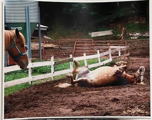 PHOTO. HORSE PLAY "NEW" 11X14 - Bild 1 von 2