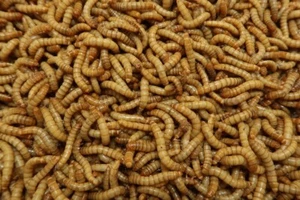 Mealworms - Picture 1 of 1