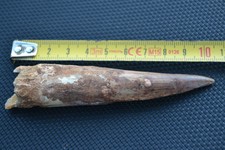 4.13in Spinosaurus tooth fossil from Cretaceous from KemKem (dinosaur)