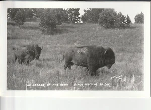 Black and white copy of a real photo postcard Black Hills Buffalo South Dakota C - Picture 1 of 5
