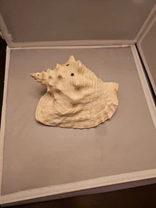 Large Pink Conch Natural Sea Shell 8" Nautical Ocean Beach Decor Seashell - Picture 1 of 24