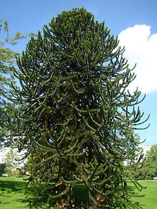 hardy exotic conifer tree Monkey puzzle tree ARAUCARUA ARAUCANA, 8-10cm  - Picture 1 of 4