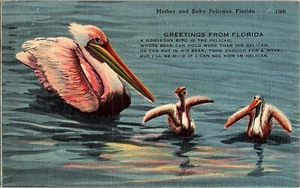Postal de colección madre y bebé pelícanos Florida saludos humor irreverente - Imagen 1 de 4