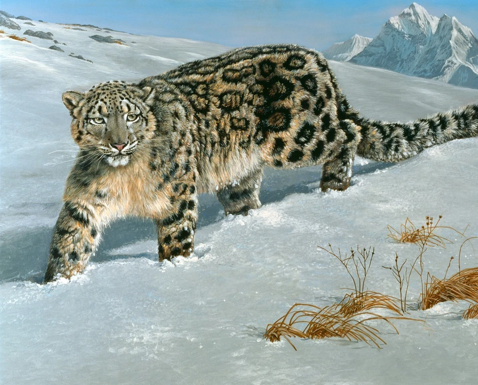 Endangered Snow Leopard Fabric Panel 36in x 44  by Four Seasons - Image 1 of 1