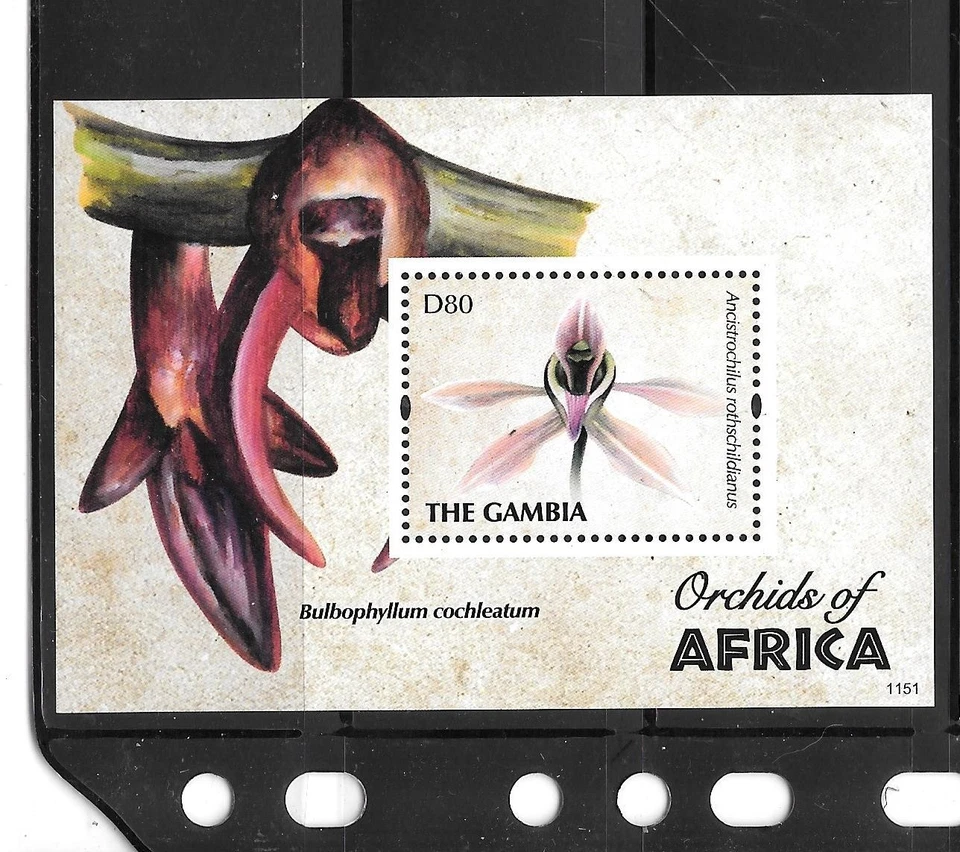 GAMBIA SC#3402 2011 HOJA DE RECUERDO DE FLOR DE ORQUÍDEA MNH XF EXCELENTE SELLO TÓPICO Foto 1 de 1