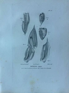 Diphyes Disparte. Etching 1830 Storia Natural Centurie Zoologique - Picture 1 of 1