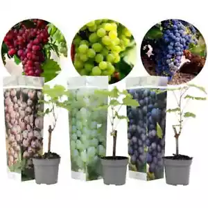 Traubenpflanzen - 3er Mix - Vitis - Weintraube - Topf 9cm - Höhe 25-40 cm - Bild 1 von 1