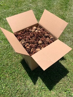 Conos de pino Jack, marrón, 1000 conos Foto 1 de 3