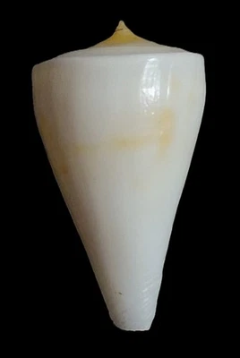 Sea shell Conus sugimotonis vicdani 38.2mm, F++,nice unique pattern, RARE specie - Image 1 of 4