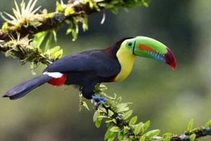 Quilla facturada tucán Costa Rica por Jim Cumming fotografía de vida silvestre impresión de giclee - Imagen 1 de 3