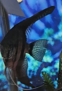 5 Pack Black Angel Live Fish 2-2,5 InAquarium Tropical Fast Shipping - Picture 1 of 4