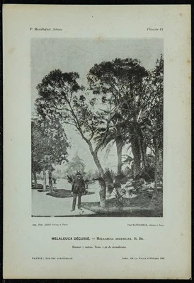 1898 - Melaleuca Décussé - Collotype Driveshaft & Botany - Bild 1 von 3