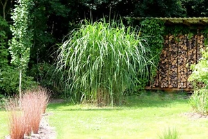 Elefantengras Riesen-Chinaschilf 'Aksel Olsen' Miscanthus giganteus 1-Liter Topf - Bild 1 von 5