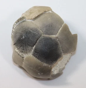 Crinoide, Marsupites testudinarius, Kreide, Santon, Lägerdorf, Deutschland-f530 - Bild 1 von 7