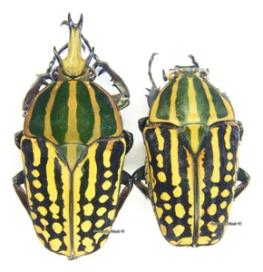 Unmounted beetle/Cetoniidae - Chelorrhina savagei, PAIR 9 - Imagen 1 de 1