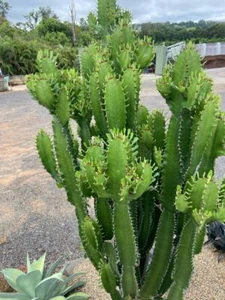 Euphorbia 'Cowboy' - Unique, Showy Succulent with Effortless Care - Picture 1 of 7