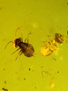 Ein Paar Alienoptera Burmit Kreide Bernstein Fossil Dinosaurier Ära - Bild 1 von 4