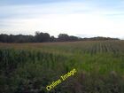 Photo 6x4 Field of maize at Diary Farm Crostwick  c2012