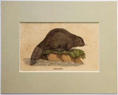 Biber Kupferstich Natural History of Quadrupeds 1811 - Bild 1 von 2