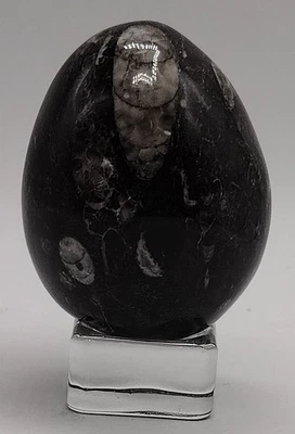 Orthoceras Fossil Egg 59.6mm 186g Polished Black Marble Fossil from Morocco (10) - Image 1 of 4