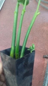 6 pots, min 18 PLANTS, SABA NUT, Malabar Chestnut, PLAIT (Pachira aquatica) - Picture 1 of 7