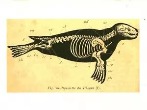 Cabinet de curiosité planche affiche A3 anatomie animale squelette du phoque - Foto 1 di 1
