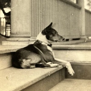 Vintage B&W Snapshot Photograph Adorable Basenji Dog On Porch Toby - Picture 1 of 8