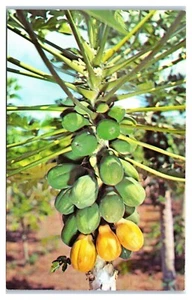 Papaia Baum Carica Papaia Ureinwohner des tropischen Amerikas Postkarte - Bild 1 von 2