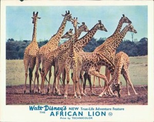 WALT DISNEY'S THE AFRICAN LION 1955 LOBBY CARD GIRAFFES