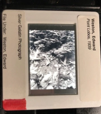 Diapositiva artística de 35 mm Edward Weston “Point Lobos 1939” fotografía americana Foto 1 de 3