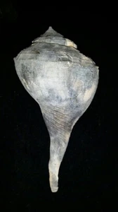 Fossil / Fossilized Whelk sea shell gastropod mollusk collectors collections ss4 - Picture 1 of 7