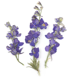 Pressed flowers violet larkspurs on stalk 20pcs floral art resin craft scrapbook - Picture 1 of 1