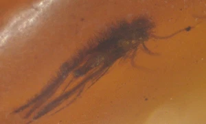 Insecto peludo con cordones en piedra preciosa fósil de ámbar birmita de la era de los dinosaurios - Imagen 1 de 7