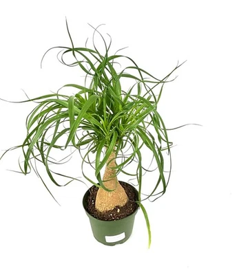 Ponytail Palm Beaucarnea Recurvata Live Potted Plant 12-18" Tall, 6” Pot - Image 1 of 4