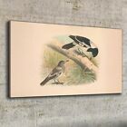 Canvas Print 100X50 Birds Wild Animals Vintage Picture Wall Art Framed Decor